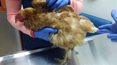 Coccidiosis (aka cocci) is acommon intestinal disease, caused by several species of parasites that thrive in warm, wet conditions such as a brooder and is transmitted in droppings. . Baby chick labored breathing